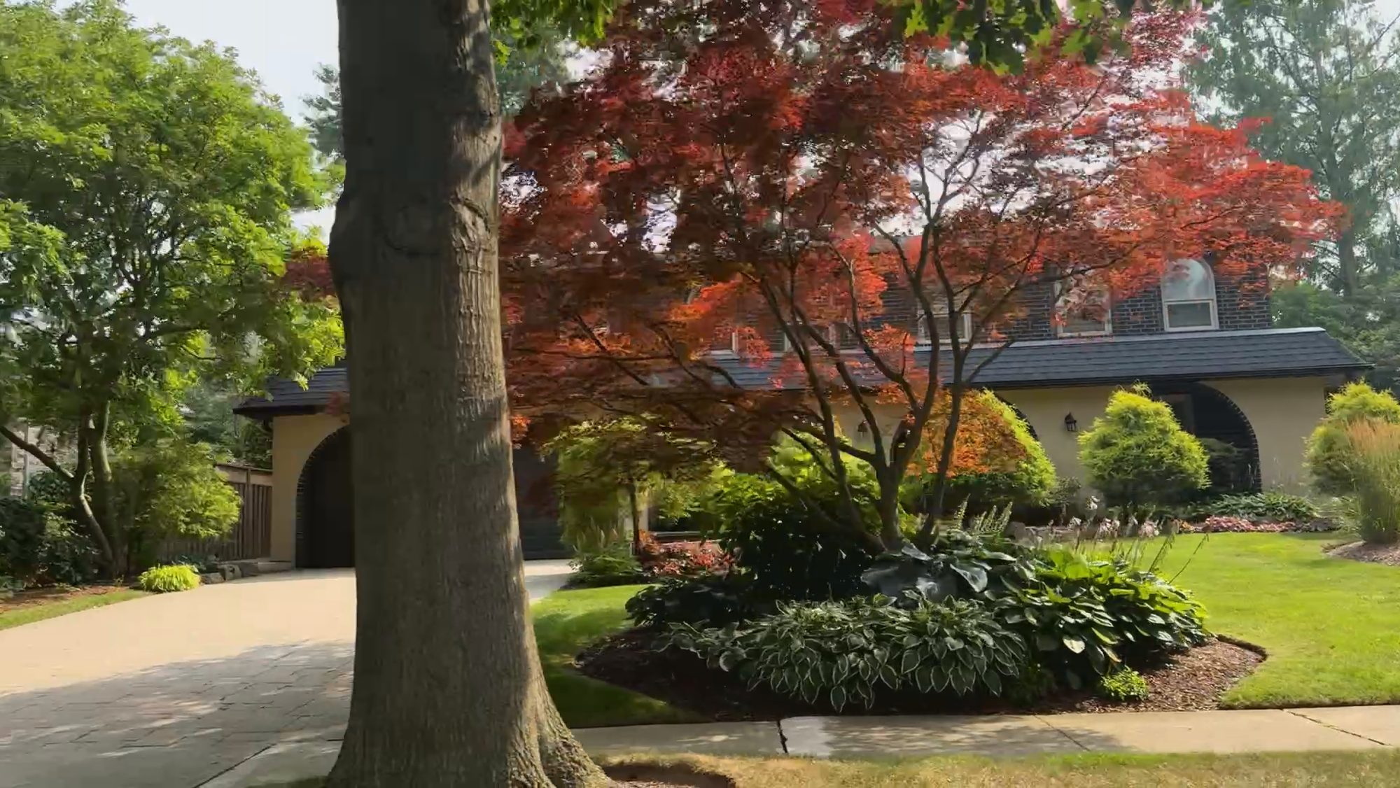 A red Japanese maple and deep planted borders in front of a low brick house