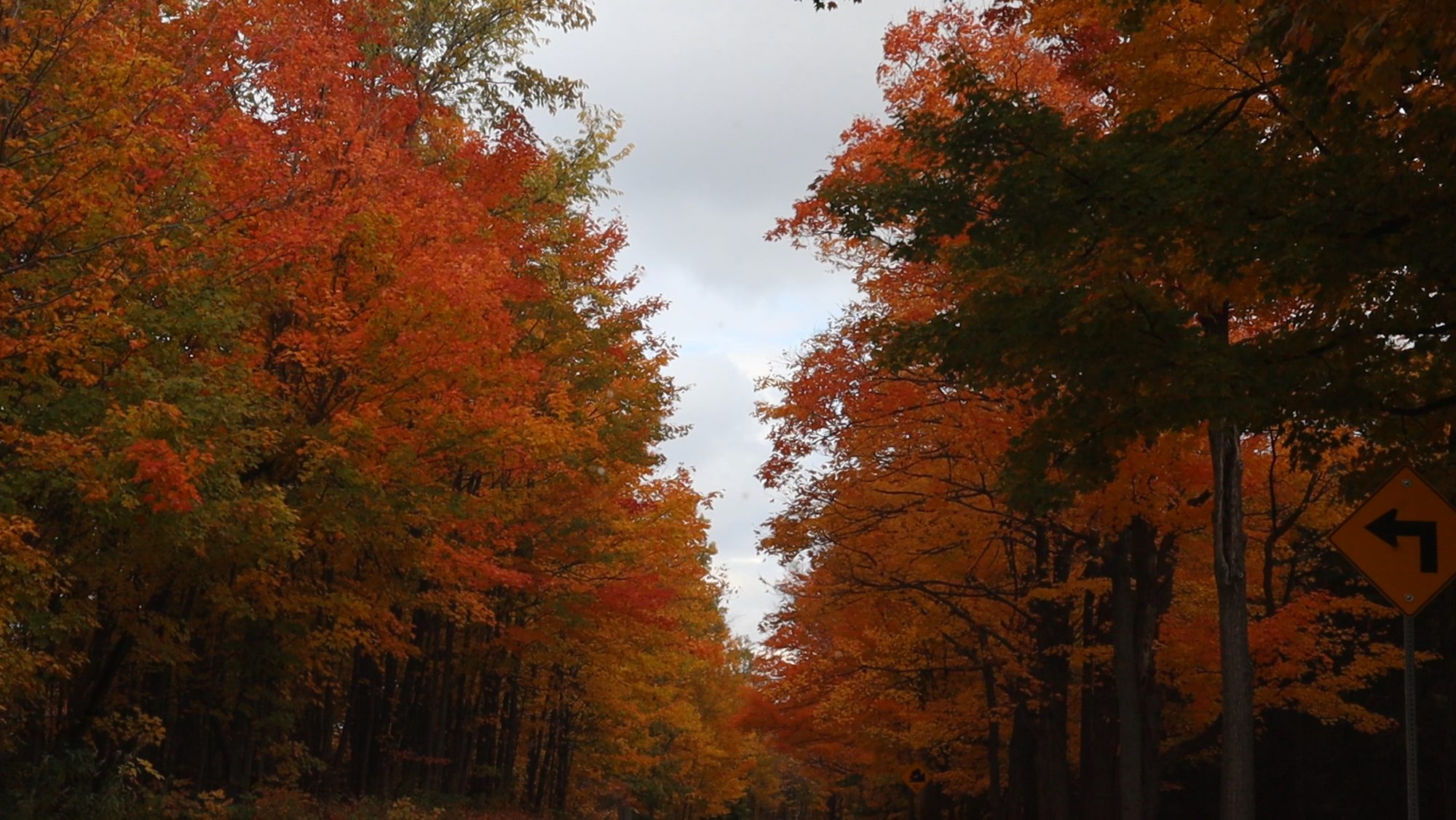 A two-lane country road running under maples turned red and orange