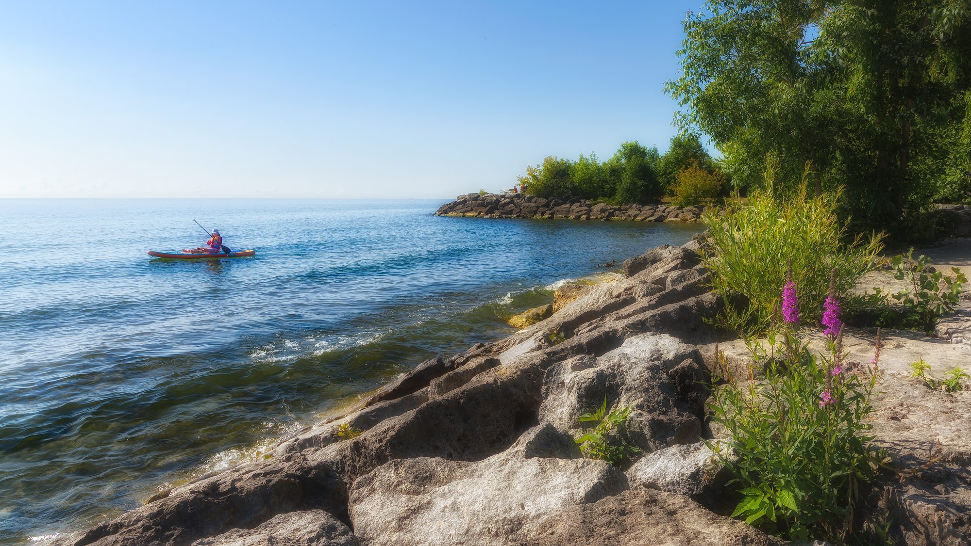 A kayaker on Lake Ontario off the Clarkson shale shoreline, wildflowers on the bank in the foreground