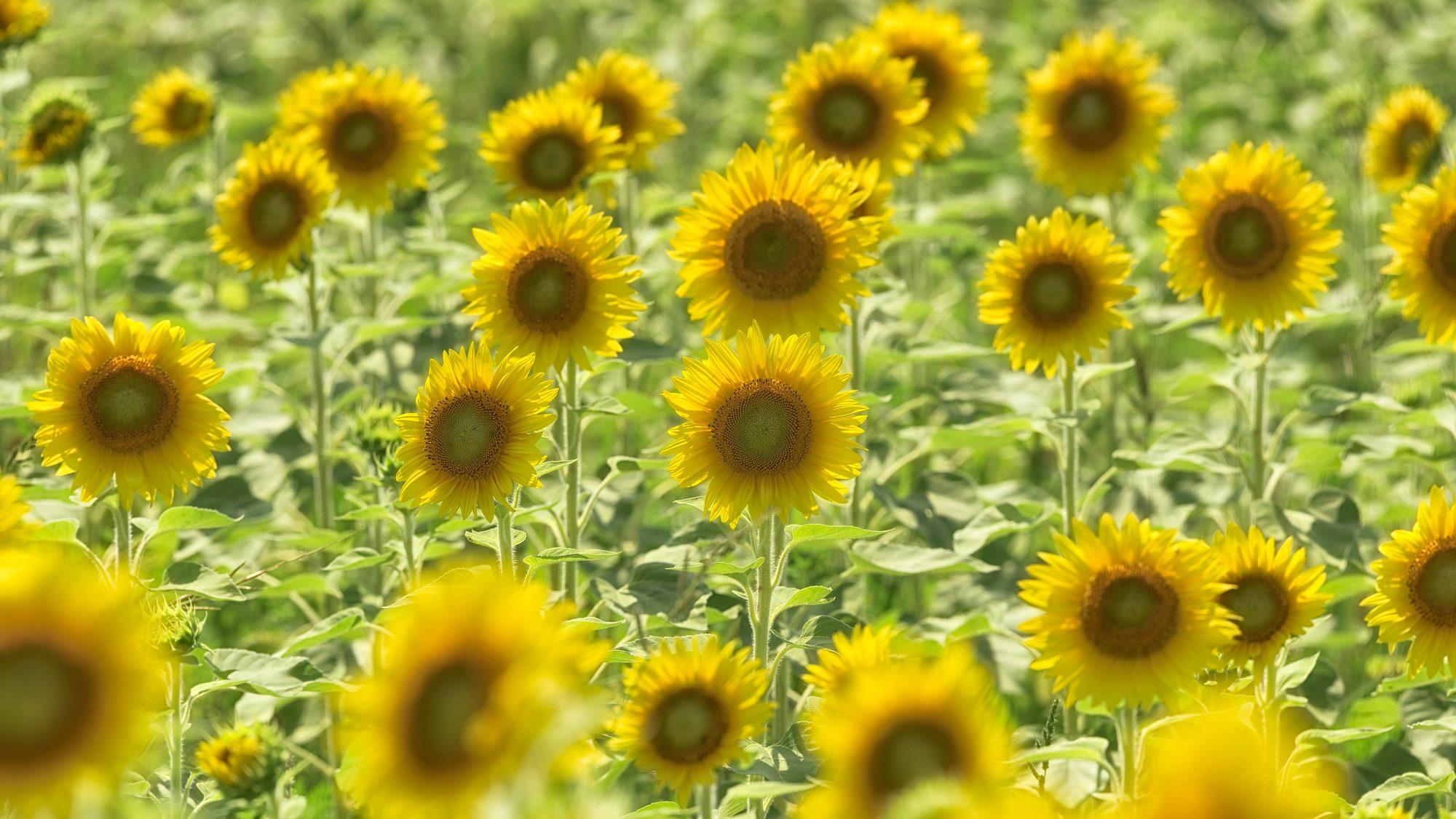 A sunflower field in bloom on the Lakeview Village lands, the old generating station site by the lake