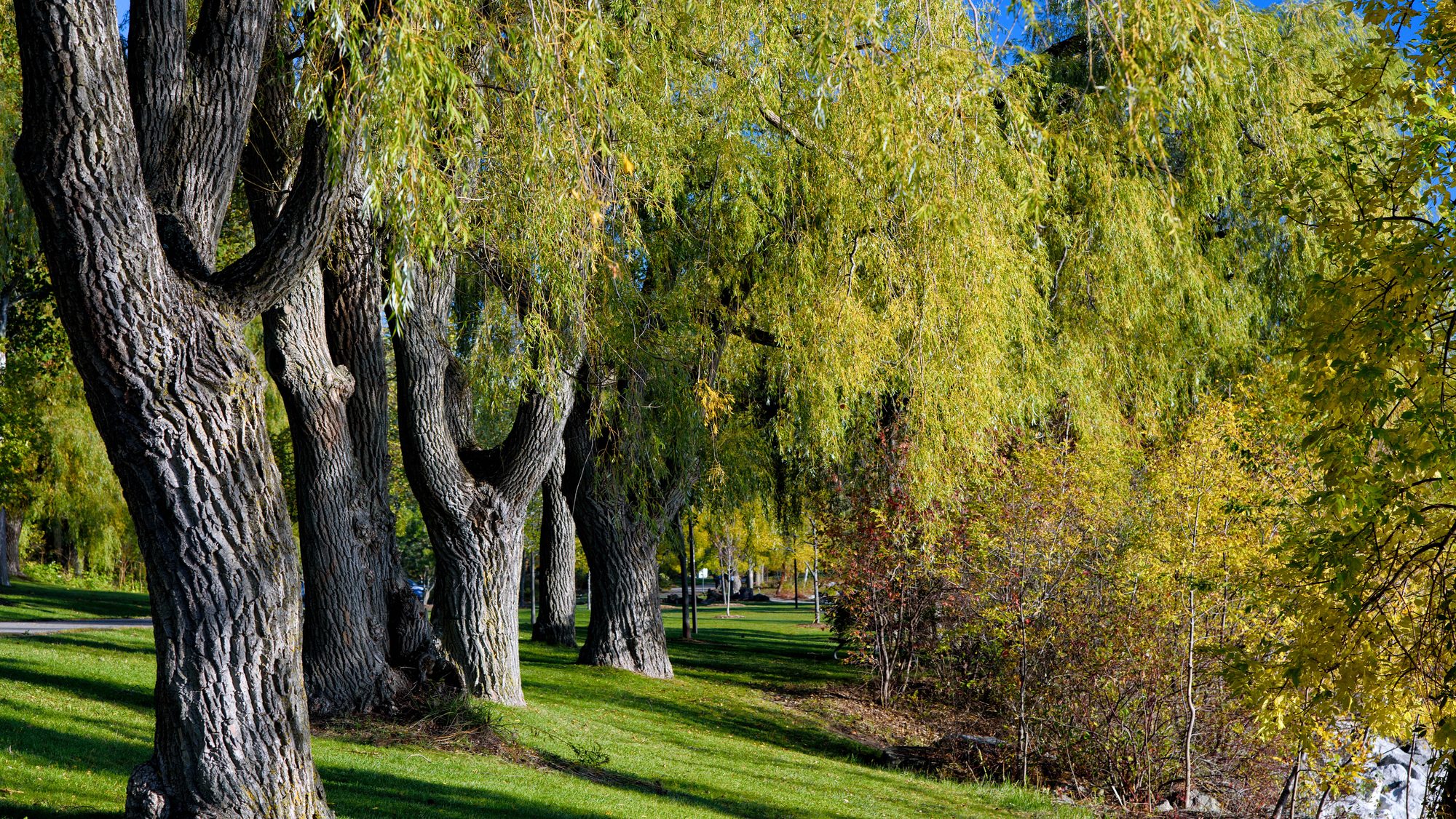 A stand of mature willows on open lawn in Lorne Park, lit low in autumn