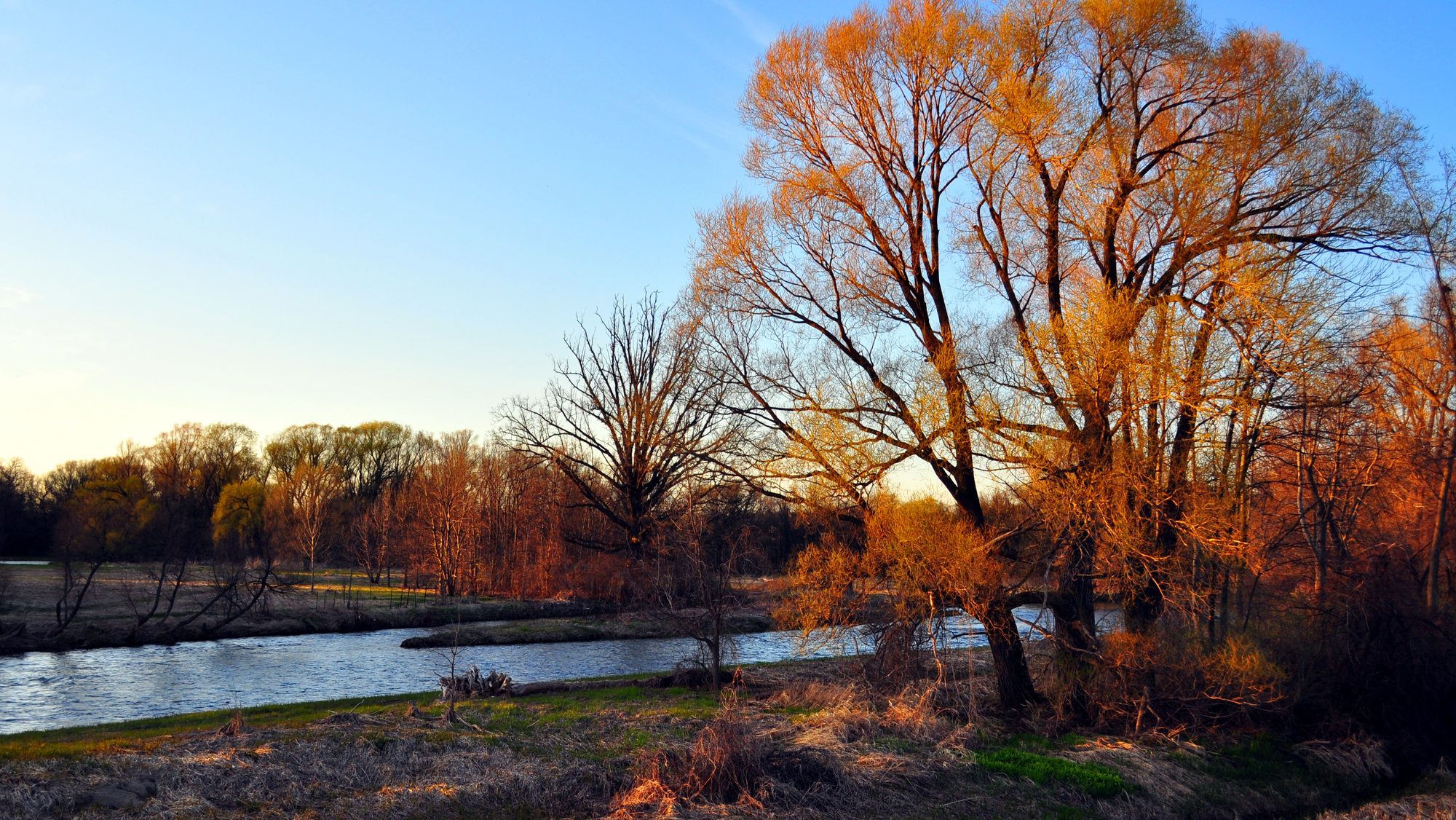 The Credit River running past Meadowvale in autumn, a big willow turning orange on the bank